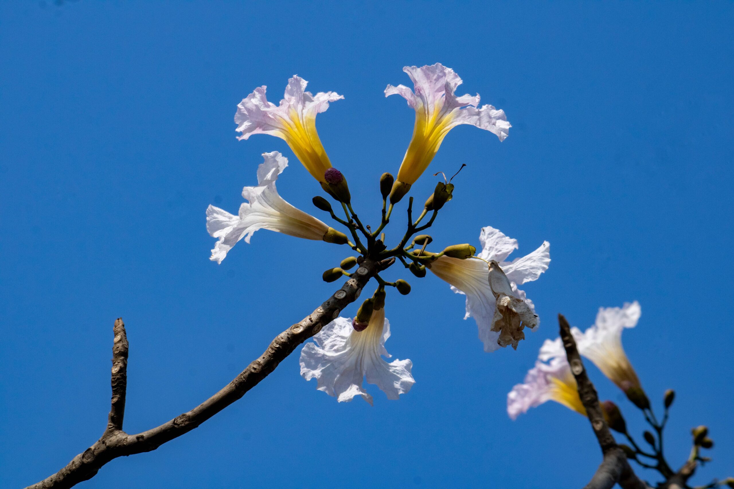 One of the best Summer Flower – White Trumpet Flower